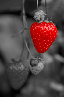 Single Strawberry by Bill Simpson