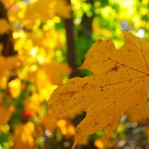 Herbstlichter by M. Ziehr