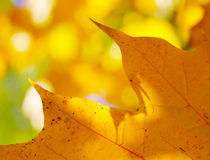 Herbstlicht von M. Ziehr