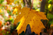 Herbstflackern von M. Ziehr