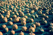 Pumpkin Farm von agrofilms