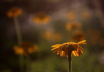 Gelbe Blume - Yellow flower von Johanna Leithäuser