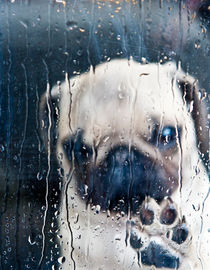 Regenwetter-Mops von Beate Zoellner