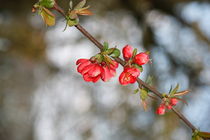 Der Frühling kommt von Sarah-Isabel Conrad