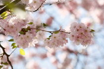 Kirschblüte von Sarah-Isabel Conrad