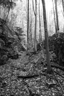 Wald Schwarz Weiß von Falko Follert