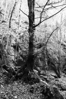 Wald Schwarz Weiß von Falko Follert