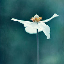 If Petals were wings... von Priska  Wettstein