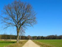 Ein Hauch von Frühling von gscheffbuch