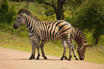 southafrica ... Doppelkopf von meleah