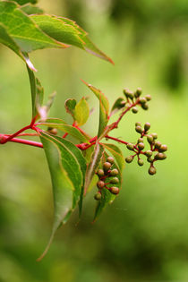 Wilder Wein mit Knospen  von pichris