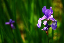 Ein Blümlein auf der Wiese - ganz still und stumm by GiNa P