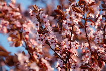 Kirschblüte von Sarah-Isabel Conrad