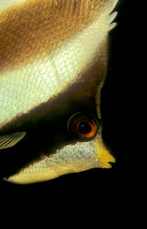 bannerfish von Michael Moxter