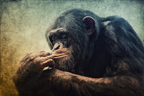 Schimpanse by AD DESIGN Photo + PhotoArt