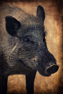 Wildschwein von AD DESIGN Photo + PhotoArt