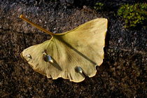 Ginkgo biloba  by pichris