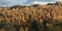 Larch Cottage Panorama von David Tinsley