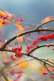 Die Kunst des Herbstes von Ivonne Wentzler