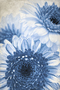 Blue Gerbera von AD DESIGN Photo + PhotoArt