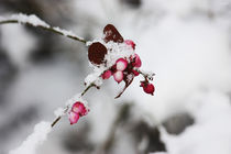 [winter time] ... frozen berries by meleah