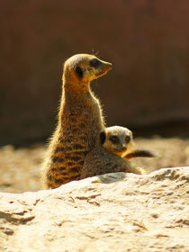 Erdmännchenkind mit Mama, Meerkats mother and child by Sabine Radtke