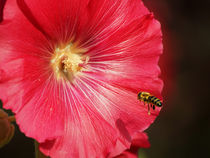 Biene im Anflug, The bee in the approach by Sabine Radtke