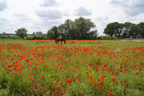 Das Pferd auf der Mohnblumenwiese, Horse on the poppy meadow by Sabine Radtke