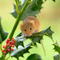Harvest-mouse-with-holly0119