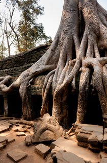 Ta Prohm III von Tom Hanslien