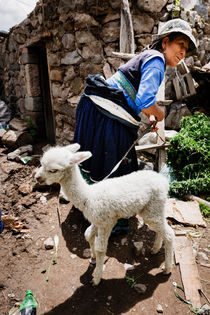 Baby Llama, Maca Village. von Tom Hanslien