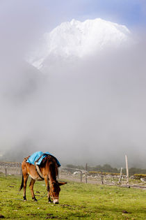 Grazing Mule. by Tom Hanslien