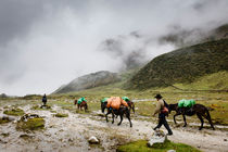 Horsemen along the Salkantay Trek. von Tom Hanslien