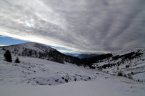 Haflinger Höhenweg by jaybe