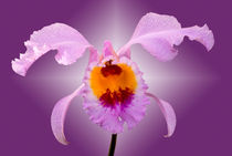 Orchidee Cattleya - orchid von monarch