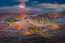 Migration of the Crankbaits by Randall Nyhof