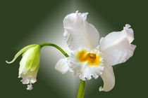 Orchidee Cattleya Eagle Eye - orchid by monarch