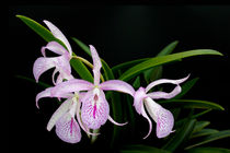 Orchidee Brassolaelia Cattleya - orchid von monarch