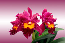 Orchidee BLC San Yang Ruby - orchid von monarch