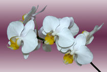 Orchidee Phalaenopsis von monarch