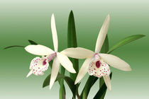 Orchideen Brassolaelia - orchids by monarch