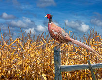 Ringneck Pheasant sitting on a fence post by a cornfield by Randall Nyhof