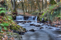 Cannop Brook  by David Tinsley