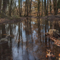 Reflections in the Stream von David Tinsley