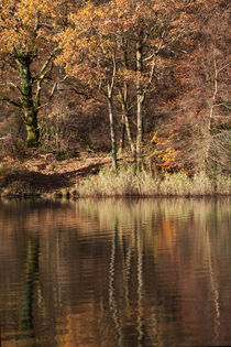 Golden Pond - 1 von David Tinsley