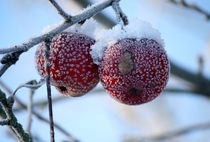 Geeiste Schneeäpfel by Heidrun Lutz