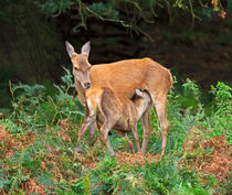 Red Deer Hind Feeding Fawn von Louise Heusinkveld