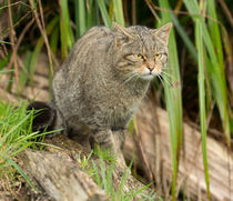 Scottish Wildcat by Louise Heusinkveld