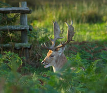 Fallow Deer Buck in Rutting Season von Louise Heusinkveld