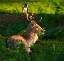 Fallow deer buck by Louise Heusinkveld